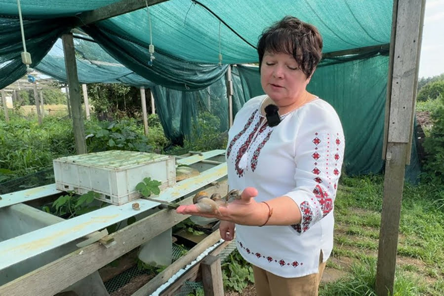 Подружжя пенсіонерів з Черкащини майже 10 років вирощують равликів