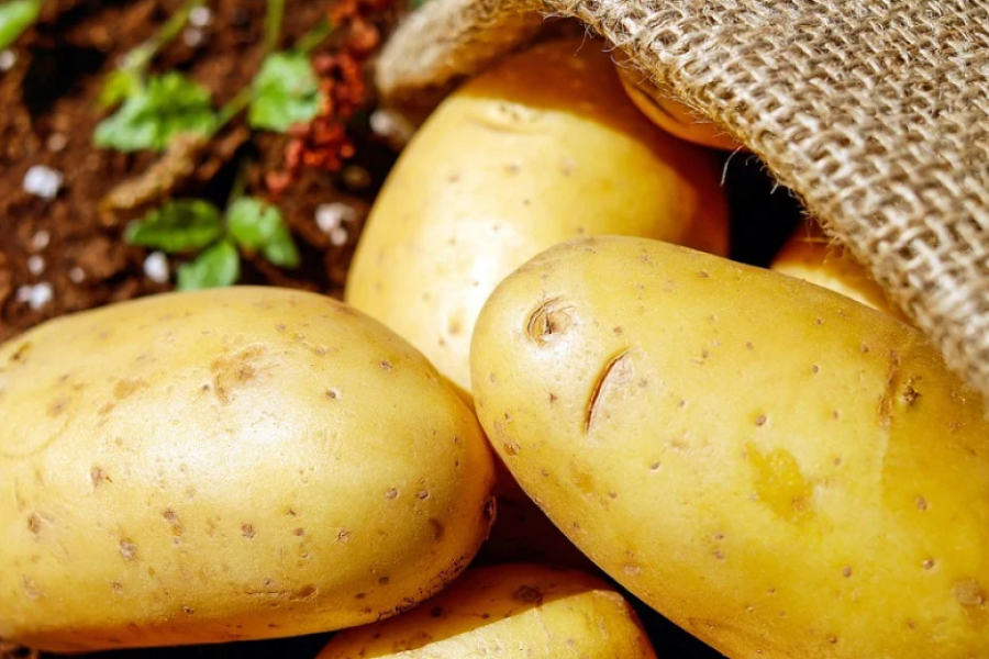 Експерти нагадали, як вибрати картоплю на посадку