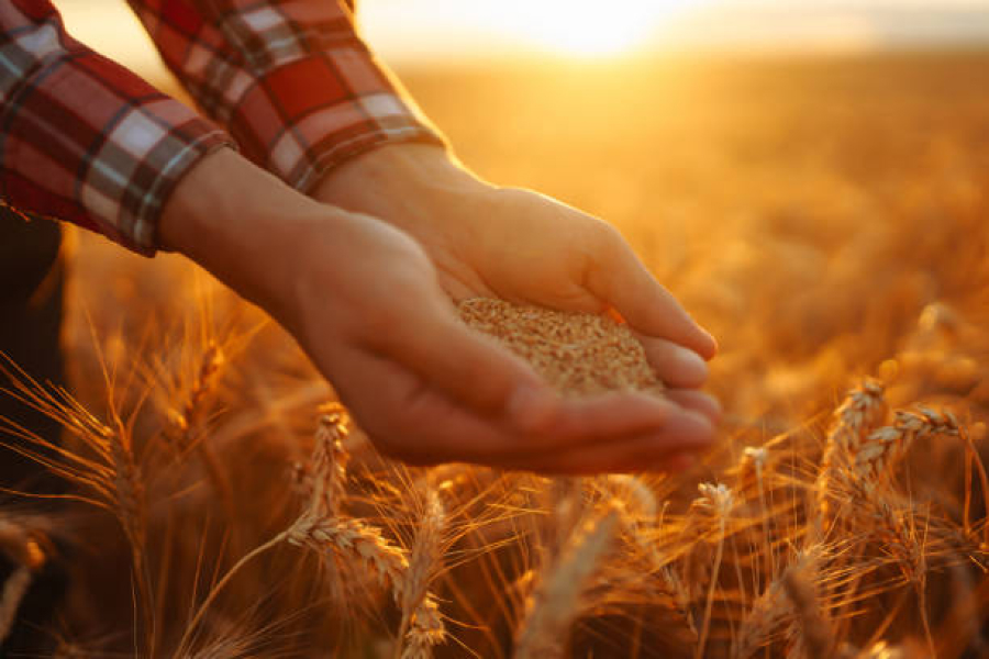 Україна запустила продовольчу програму Grain from Ukraine