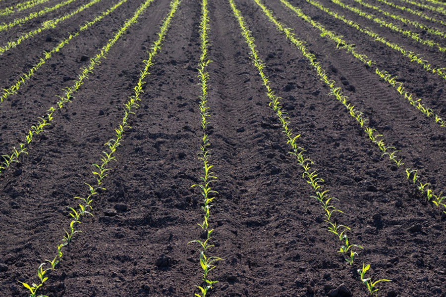 Фахівці дали рекомендації про захист кукурудзи від бур'янів на старті сезону