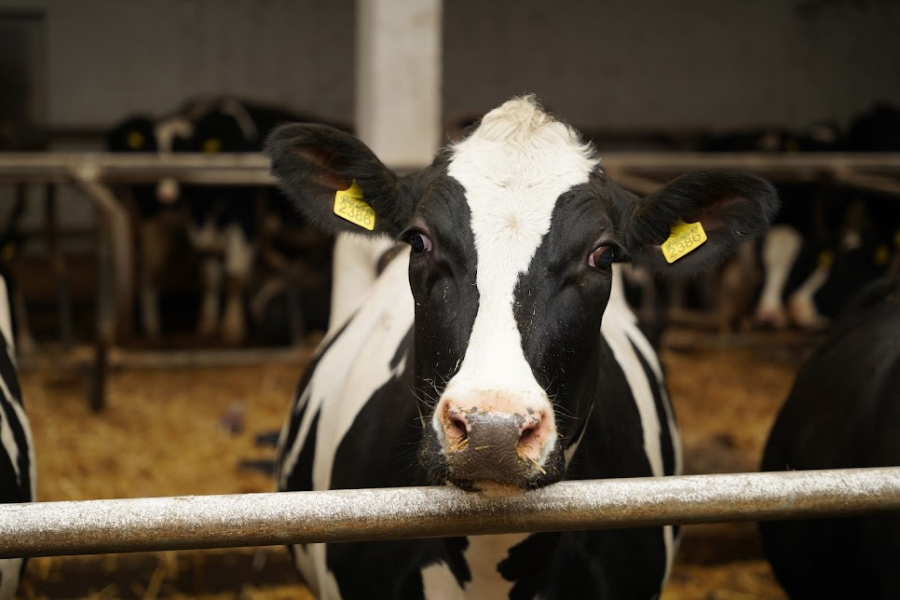 На Харківщині ферма втратила понад 100 голів худоби 