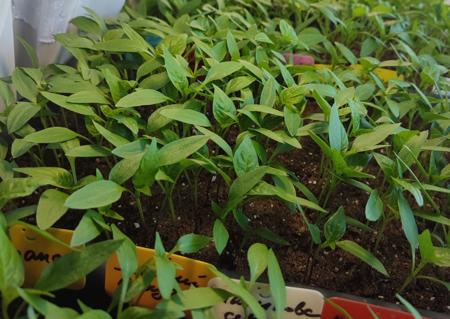 Витягується розсада перцю: чим підживити для зміцнення стебла