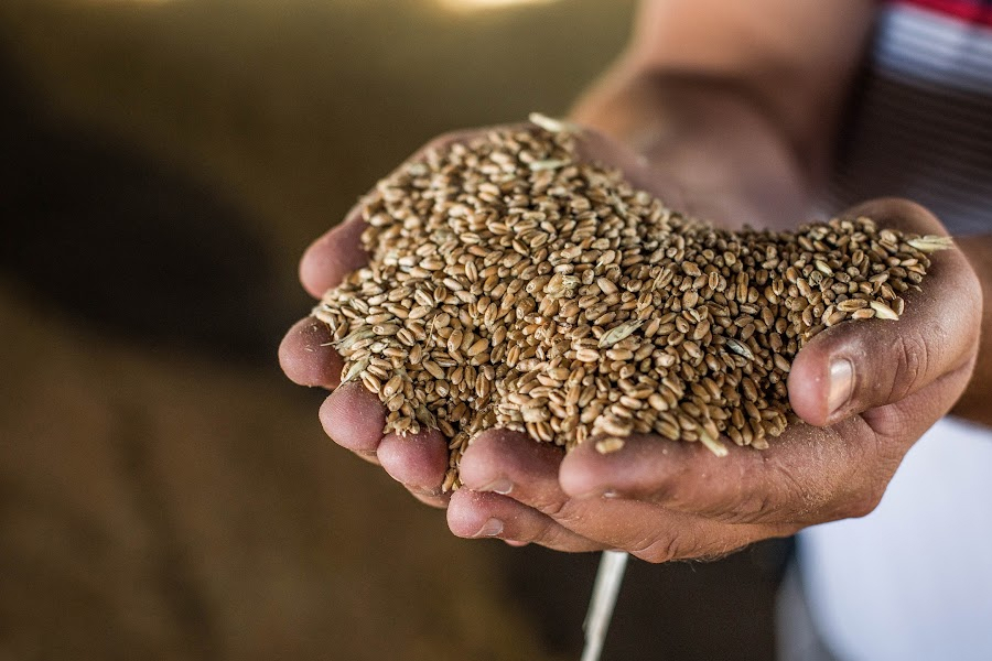 Фермери тепер можуть продавати зерно у чат-боті