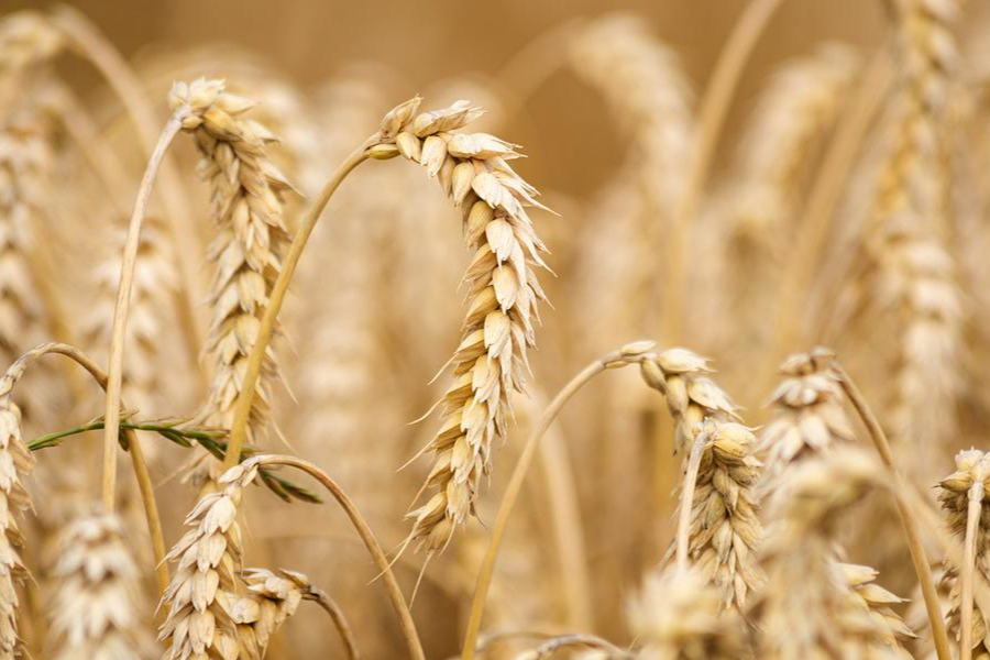 рф відповідатиме за викрадення українського зерна — Бондар