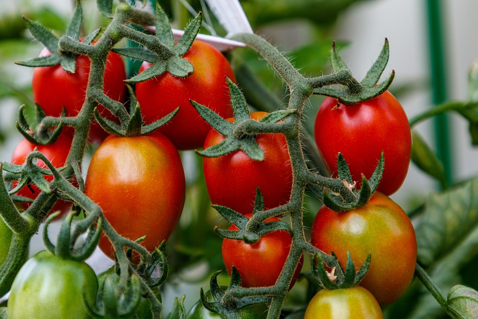 Низькорослі сорти томатів краще переживають негоду — досвід