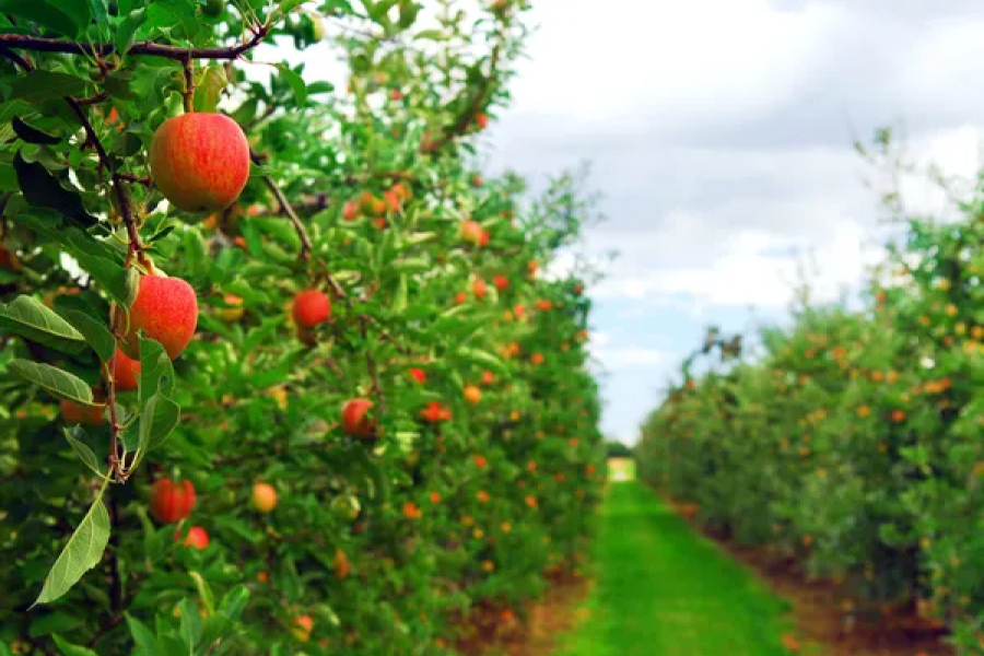 Сади Дніпра закладають 20 га високоврожайних яблунь