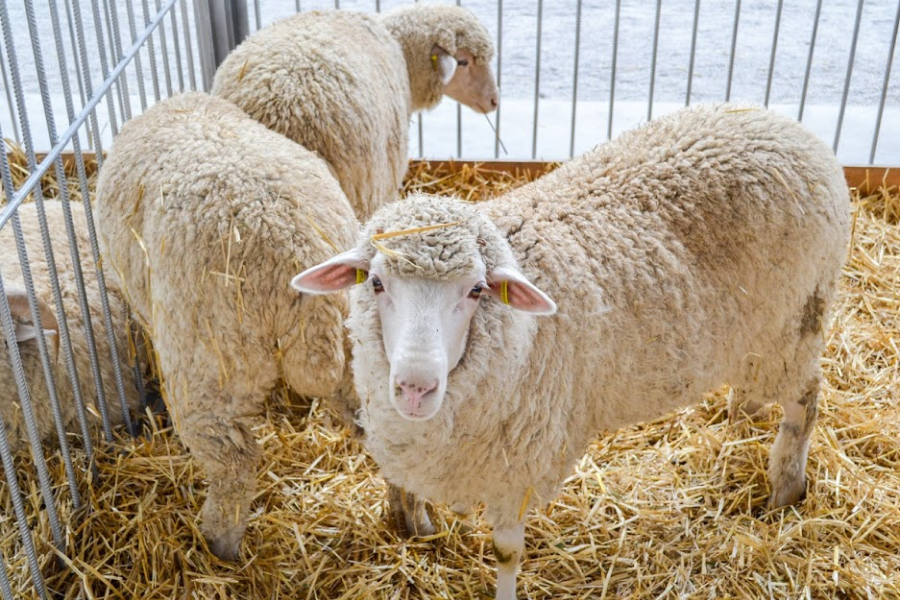 На Одещині запрошують до участі в змаганнях по перегону овець
