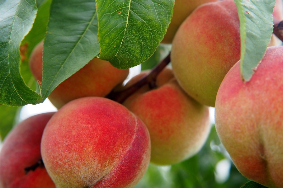 На Одещині кооператив вирощує фрукти на 40 га землі