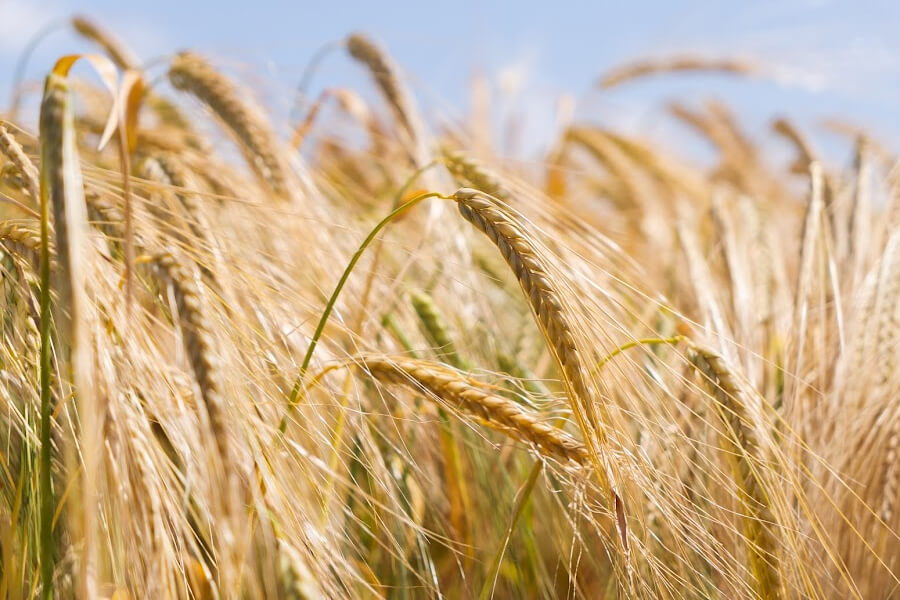 ФАО надасть українським фермерам насіння ярої пшениці