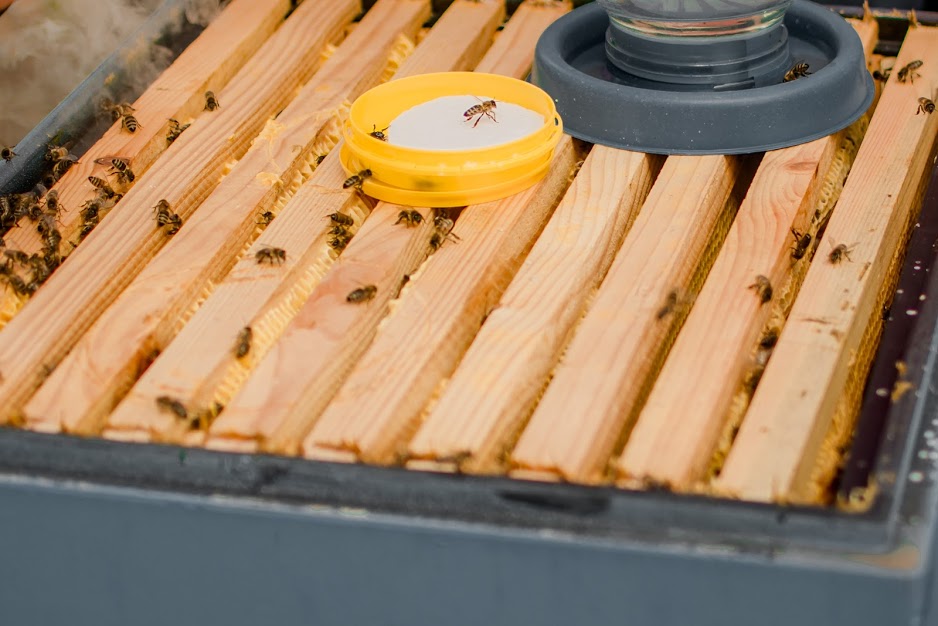 Громади на Волині спланували, як захищатимуть бджіл від отруєння