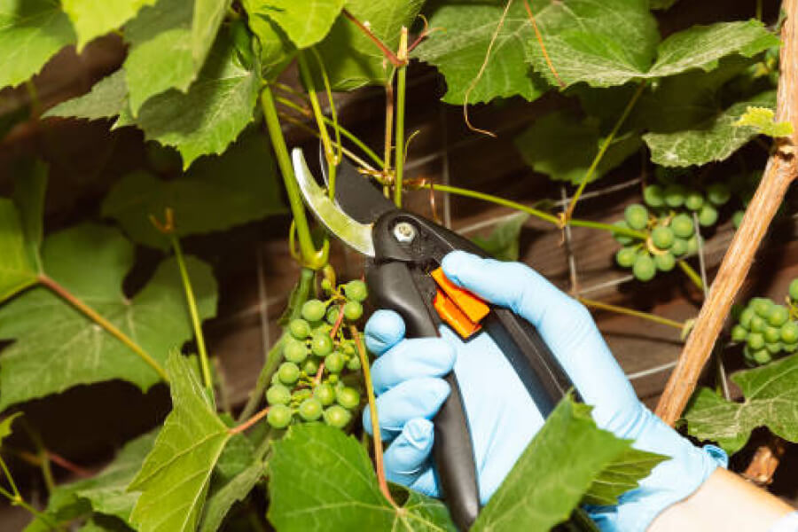 Виноградарі надали рекомендації з обрізки винограду восени