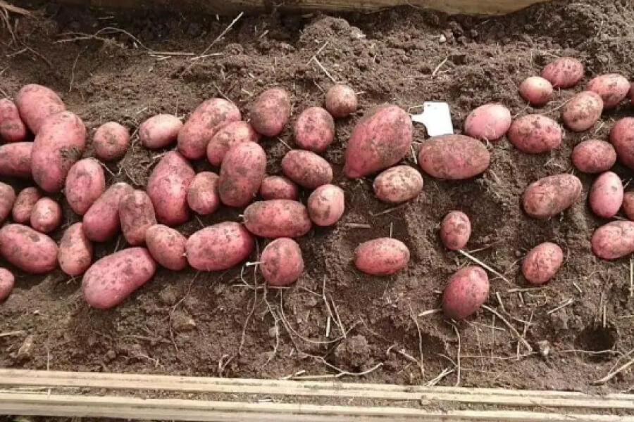 Фермери дали короткий опис картоплі беллароза