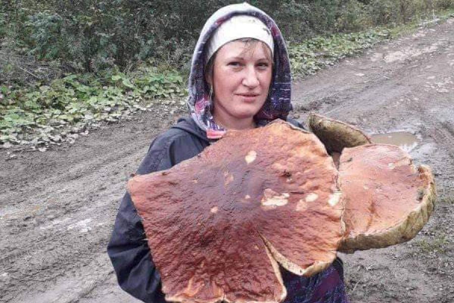 На Закарпатті знайшли гриб вагою майже 5 кілограмів