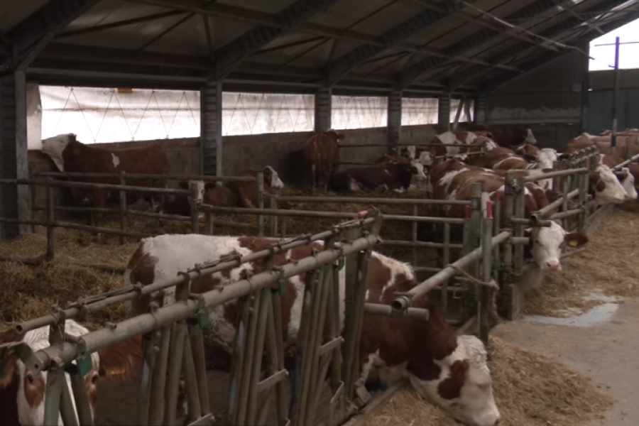 Молочна ферма на Черкащині працює на генераторах