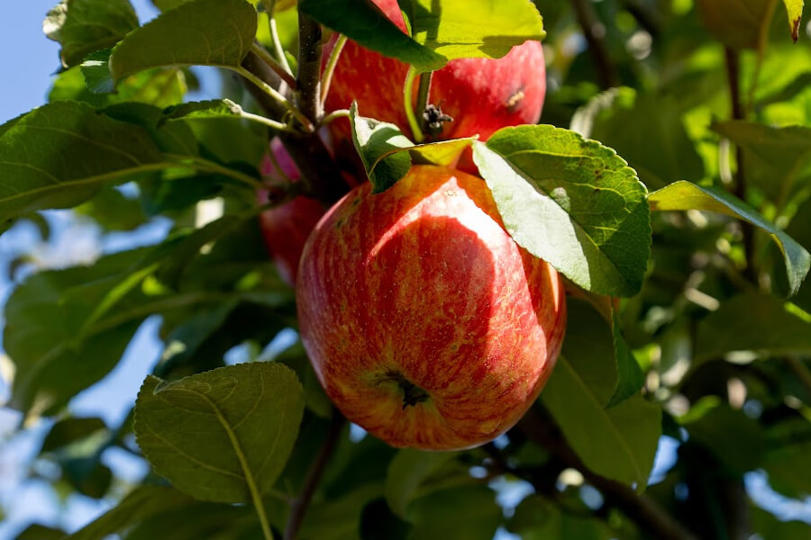 Навесні яблуня потребує підгодівлю борною кислотою