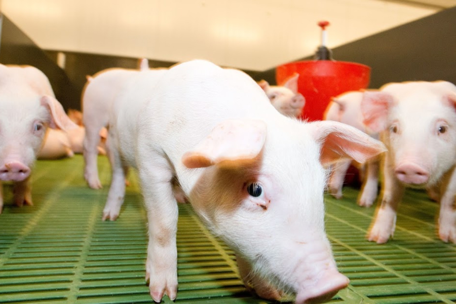Ціни на свинину залишаються без змін — аналітики