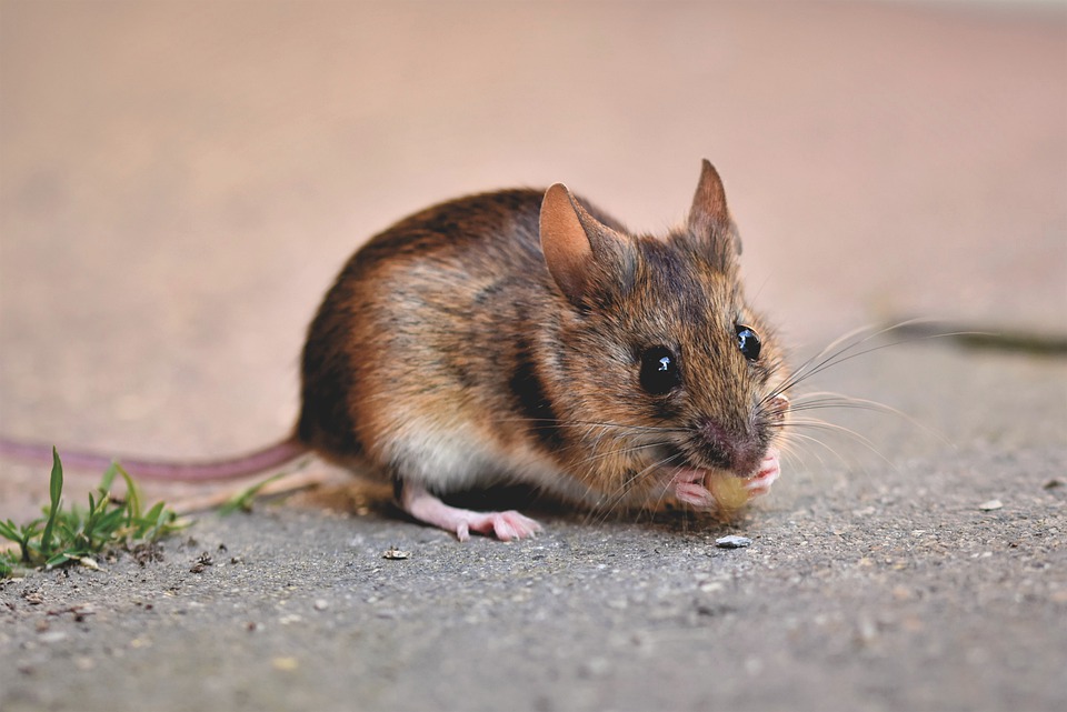 Миші в домі та коморі: надійні методи боротьби