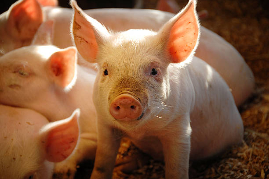 Закупівельна ціна на свинину в Україні суттєво не змінилась