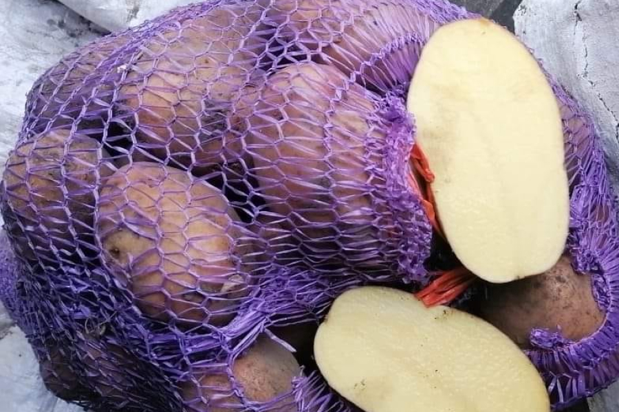 Фермери дали опис картоплі сорту слов'янка