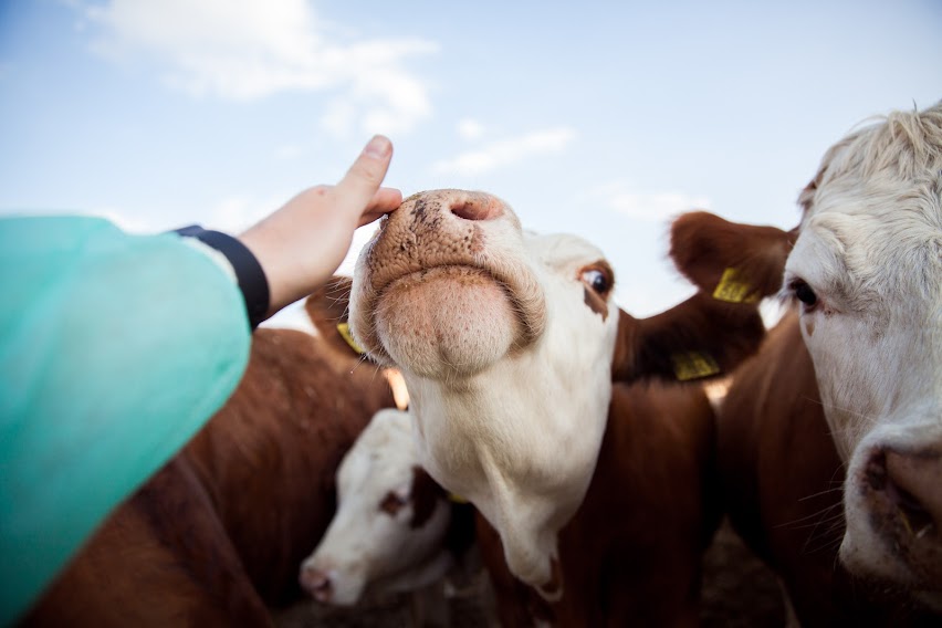 Як війна вплинула на життя і здоров’я тварин на молочних фермах | Говорять ветеринари