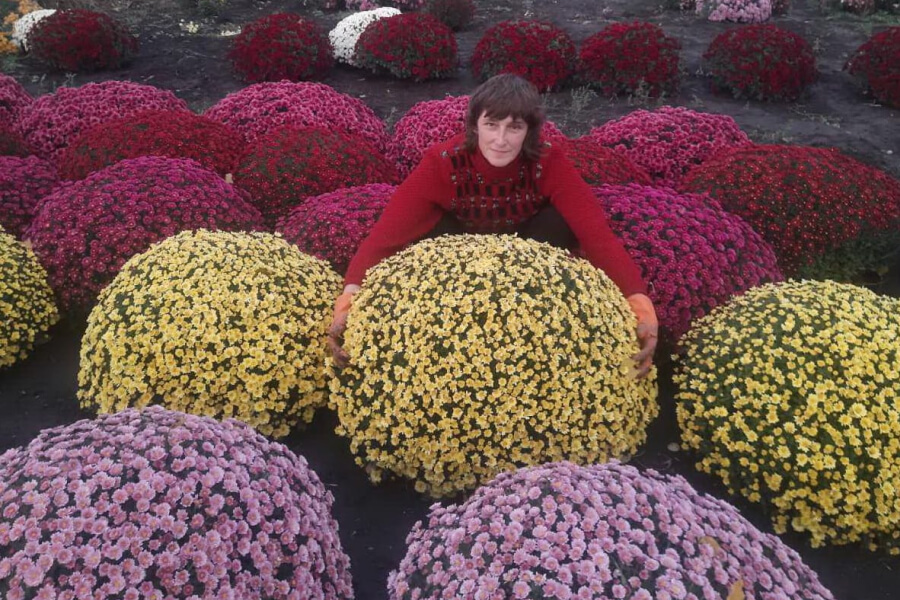 Тетяна Салова, вищує 200 сортів хризантем