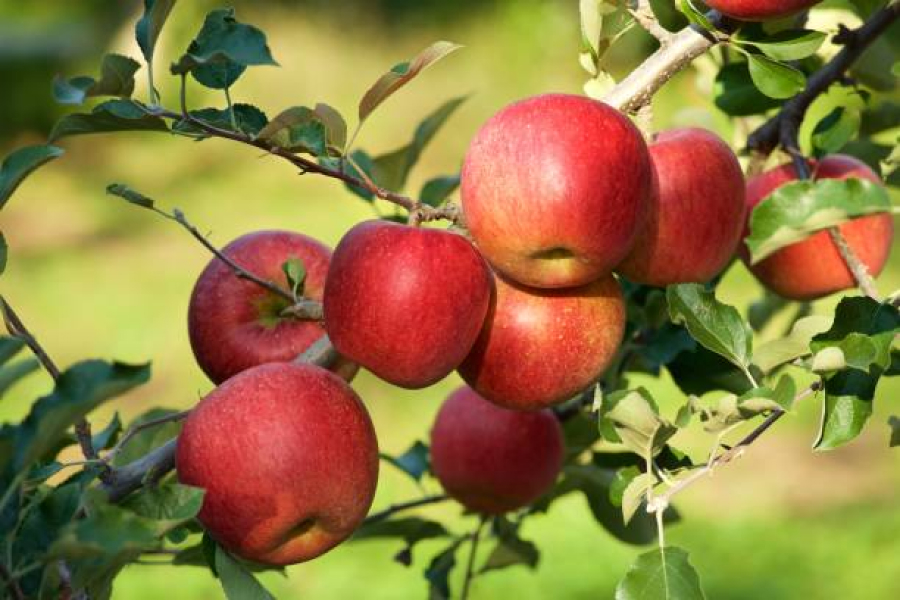 Науковці розповіли, де найкраще вирощувати яблука