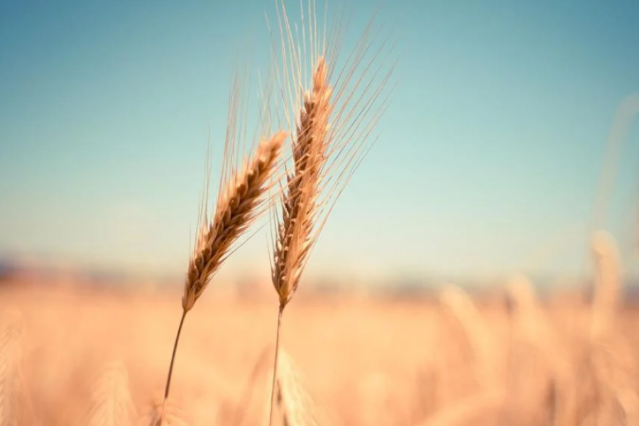 Європа допоможе вивезти українське зерно 