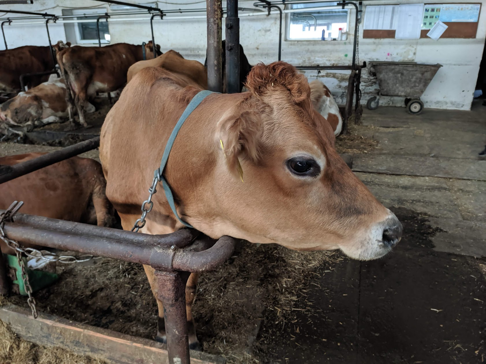 Корова породи джерсей