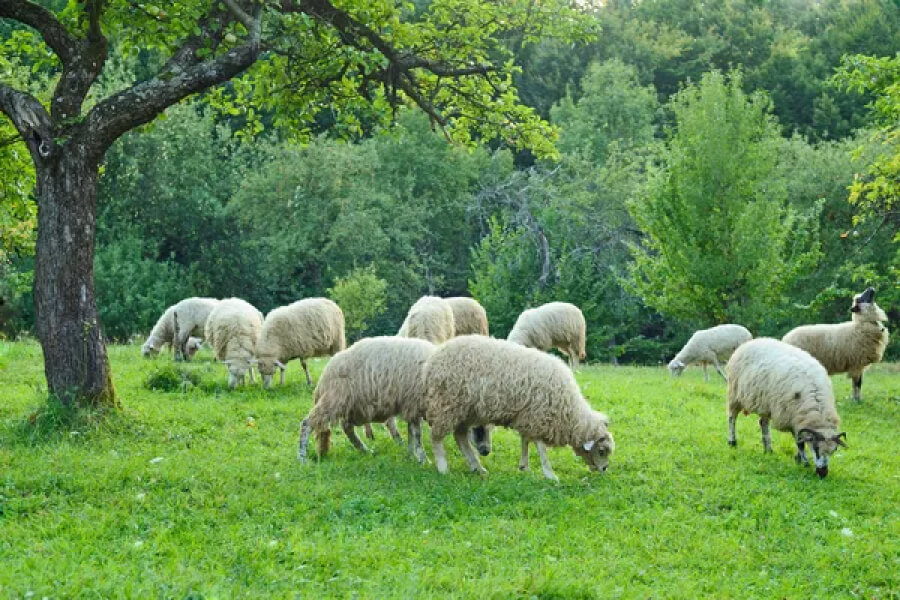 Родина з села Новий Мізунь виготовляє крафтовий овечий сир