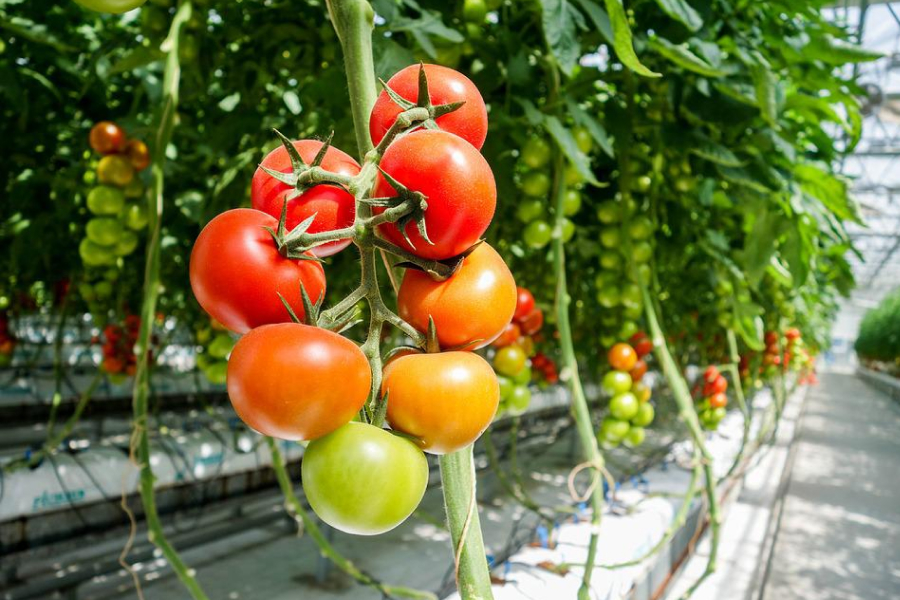 Борна кислота допоможе збільшити врожайність помідорів — поради