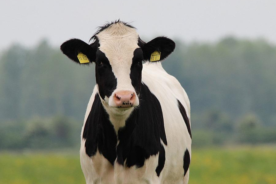 На Львівщині розпочато оформлення держпідтримки за утримання корів