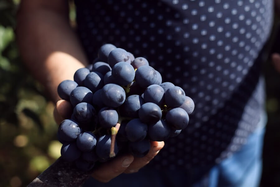 Український виноград дешевшає через велику конкурентність — експерт