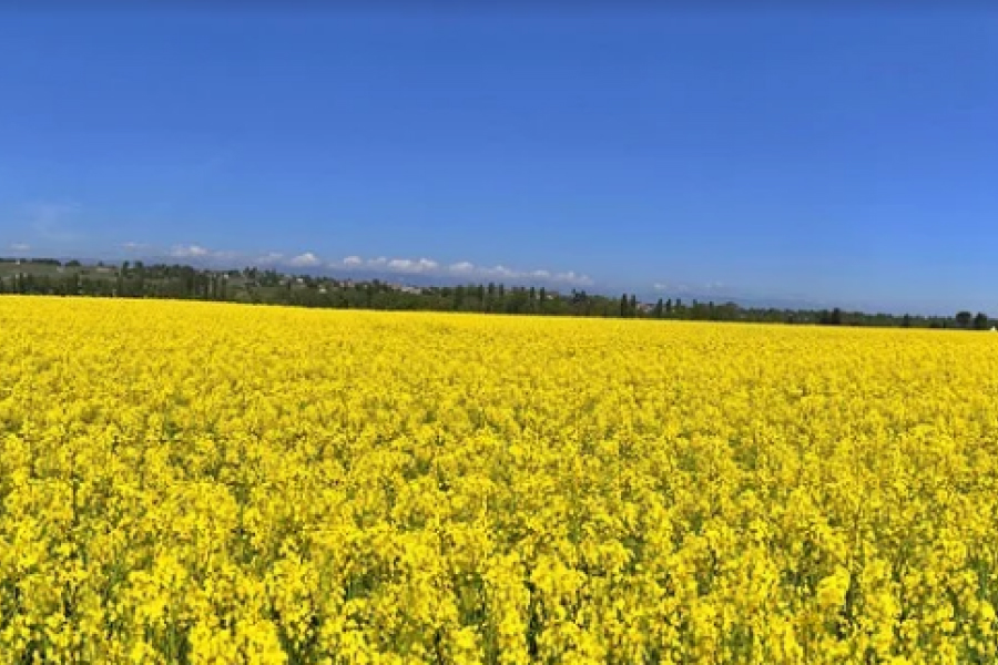 Фермер з Київщини планує виробляти біодизель