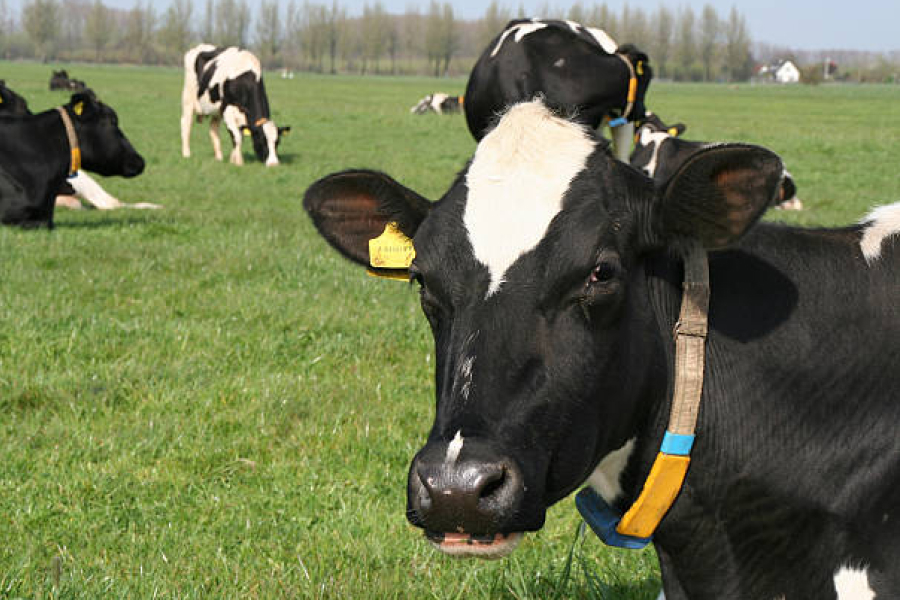  Швейцарія допоможе відновити деокуповані молочні ферми 