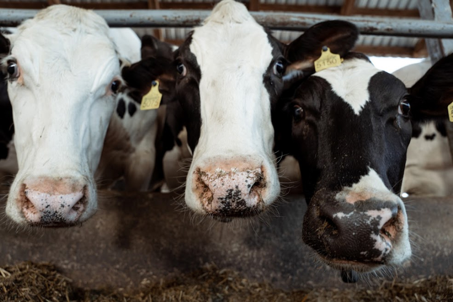 Кетоз у корів визначають за аналізом крові — експерти