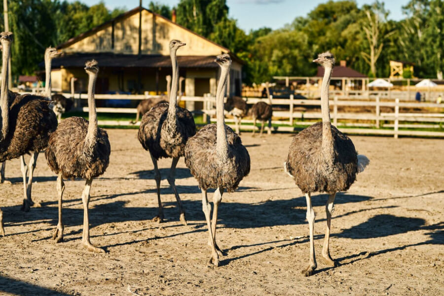 В  селищі Ясногородки запрацювала страусина ферма