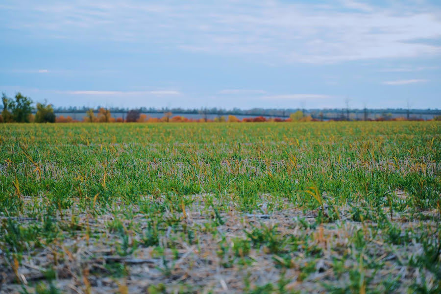 НАБУ розслідує земельну схему в інтересах відомого агрохолдингу