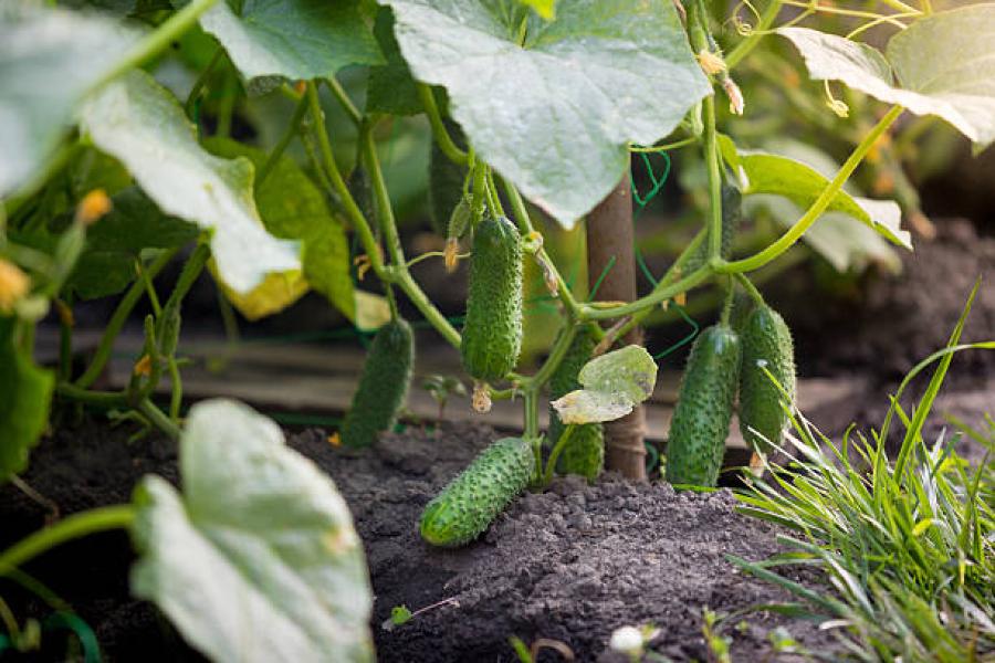 Калій допоможе збільшити врожайність огірків — досвід