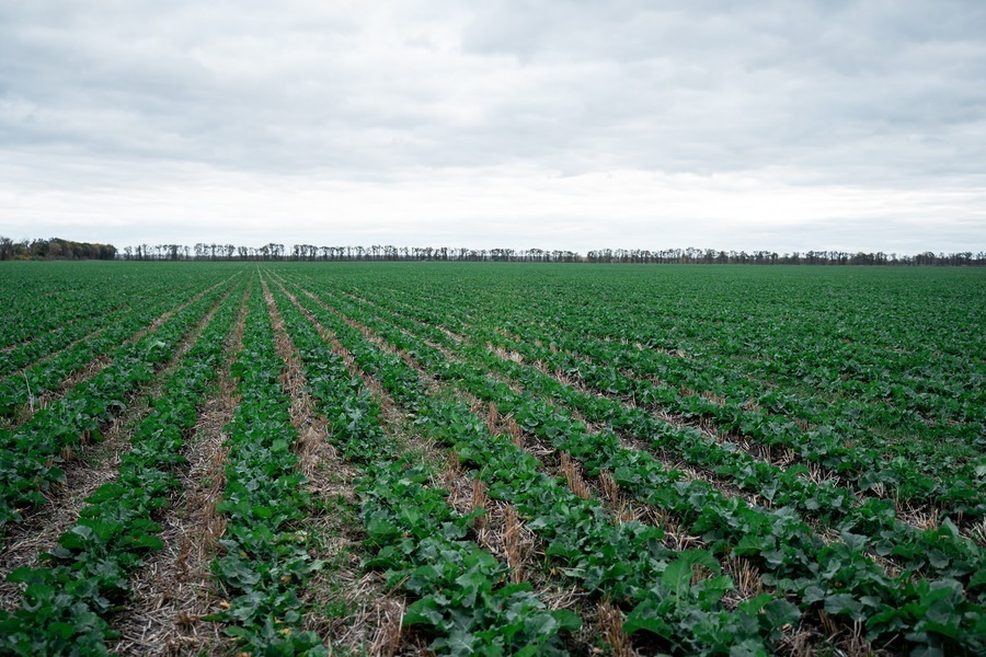 Поле ріпаку