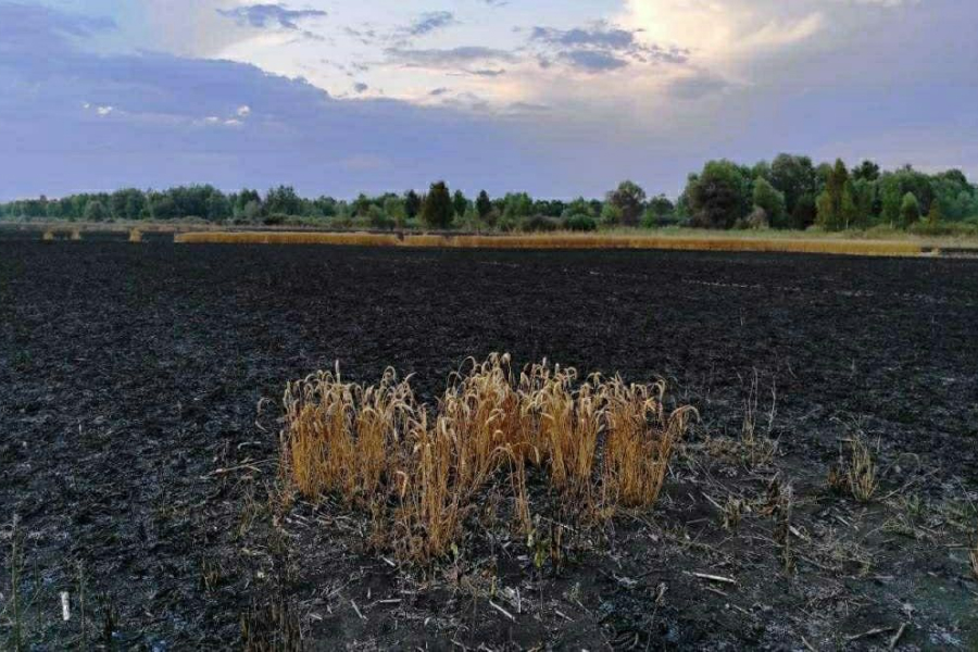 На Чернігівщині ліквідовано пожежу пшеничного поля