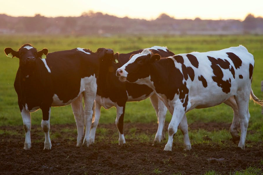 ДАР виплатив Сімейним молочним фермам майже 9 мільйонів гривень
