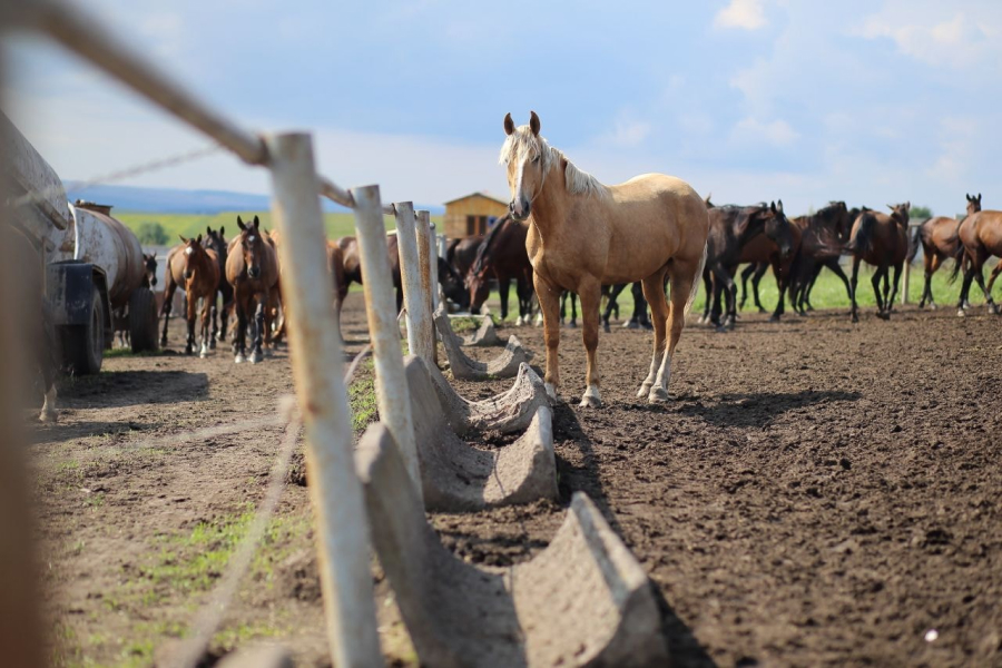 На Тернопільщині вирощують унікальну породу коней
