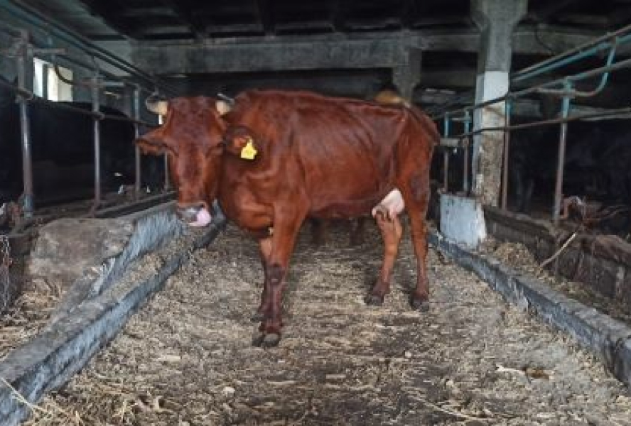 На Миколаївщині понад 120 корів врятували від обстрілів