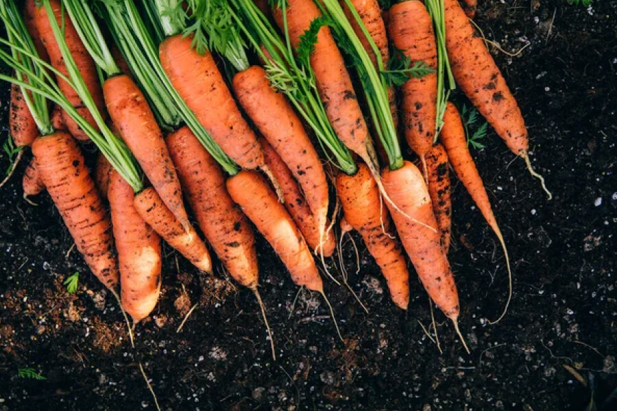 Городникам назвали, як приготувати домашнє добриво для моркви