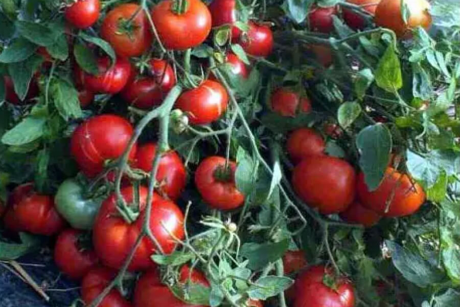 Городникам назвали сім найурожайніших сортів помідорів