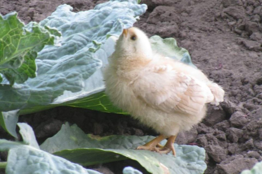 Захистити капусту від білокрилки допоможуть курчата 
