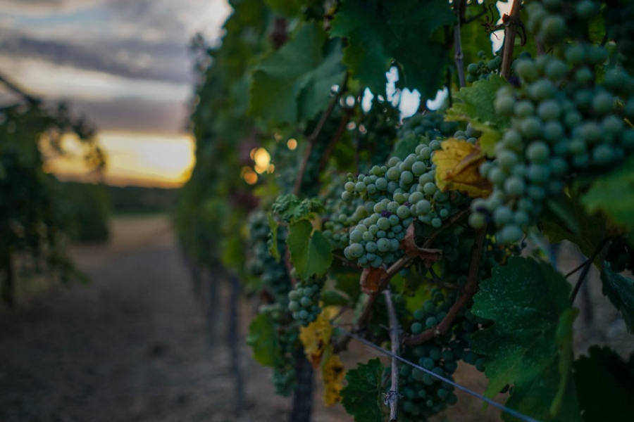 На Херсонщині виноградарі об'єднались для спільного бізнесу
