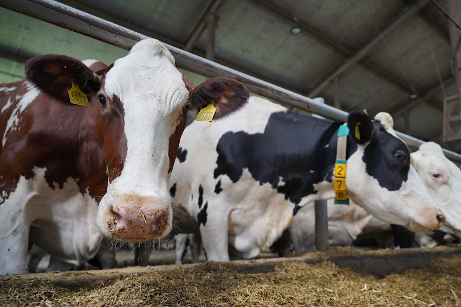 Сімейні молочні ферми відкрили інвестування в проект