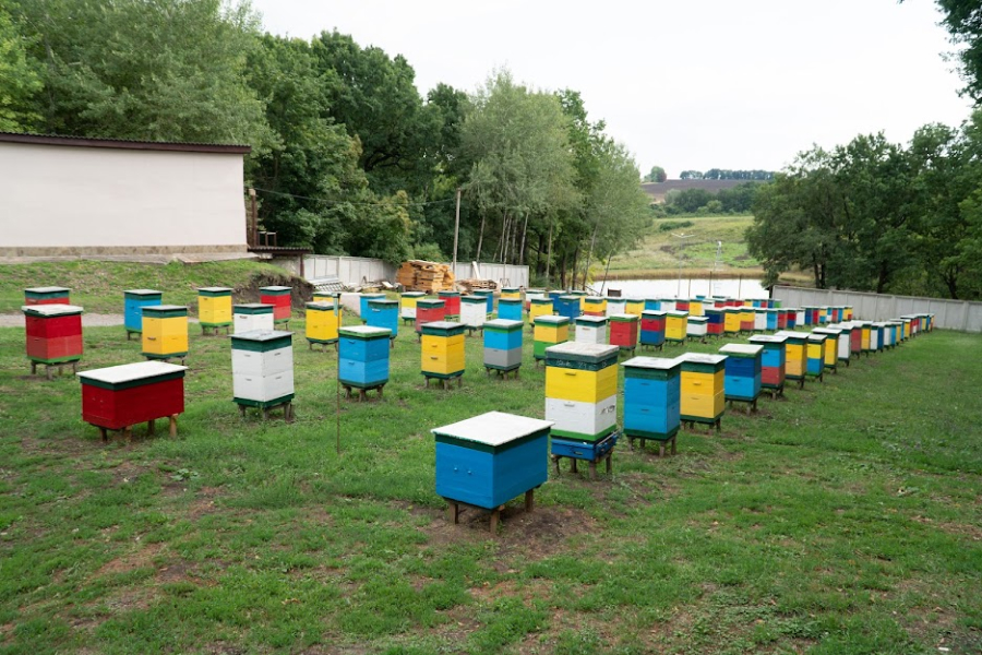 На Волині в музеї бджільництва стоїть 200-річний вулик