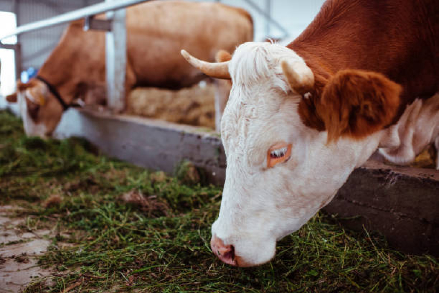 Замінити частково грубий корм коровам можна газетами — експерти